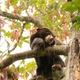 This little guy—a sun bear, found in the Malaysian Borneo—is threatened by this fragmentation.